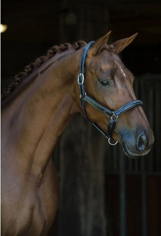 Showtime Leather Halter World-wide