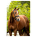 Bolton Snaffle Bridle - Full