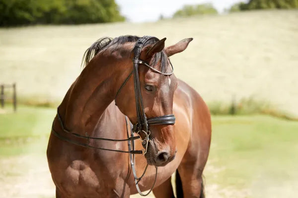 Cayenne Weymouth Bridle