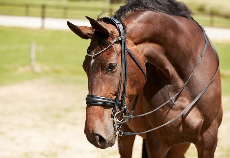 Cayenne Weymouth Bridle
