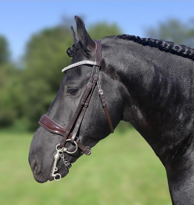 Dream Forever Weymouth