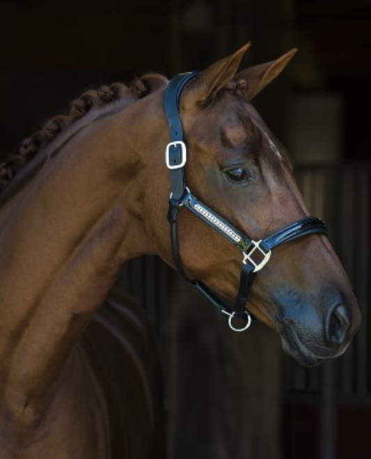 Lorenzo Patent Halter