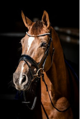 Special Guy Snaffle Bridle