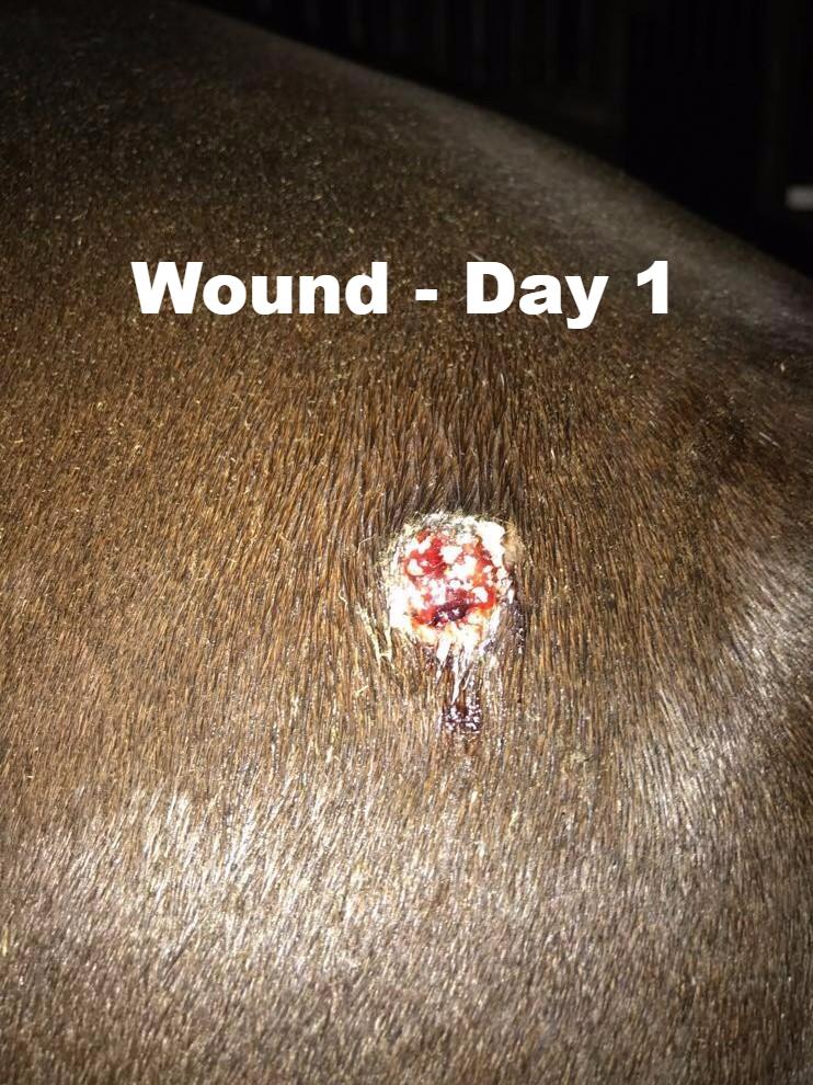 Coat Defense - Wound Care and Fungus Fighter!