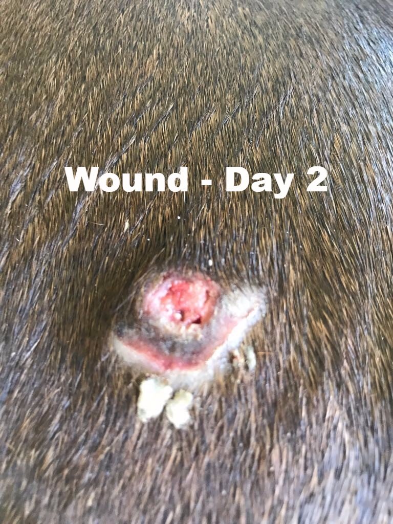 Coat Defense - Wound Care and Fungus Fighter!