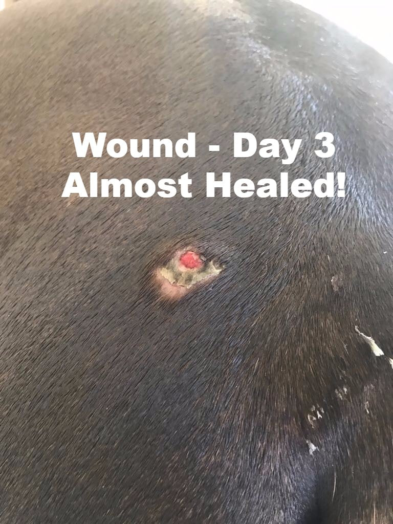 Coat Defense - Wound Care and Fungus Fighter!