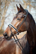 Cayenne Snaffle Bridle