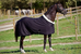 Fleece Softshell Rug