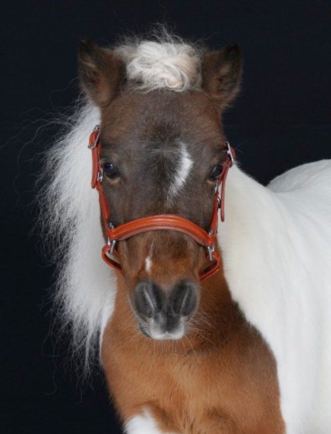 Shetland Halter