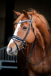 Snowflake Snaffle Bridle