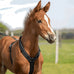 Sprenger Foal Harness