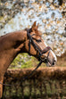 Jewel Crystal Snaffle Bridle