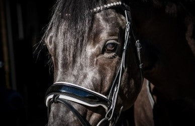 Special Guy Snaffle Bridle